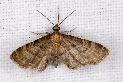 Eupithecia haworthiata