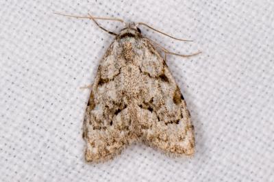 Nola confusalis