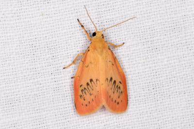 Miltochrista miniata