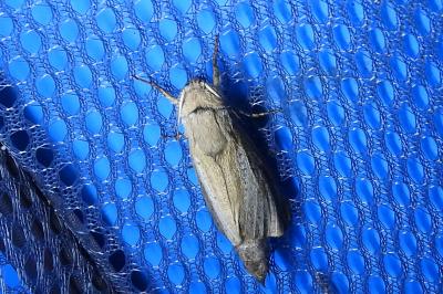 Phragmataecia castaneae