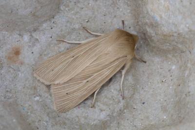 Mythimna pallens