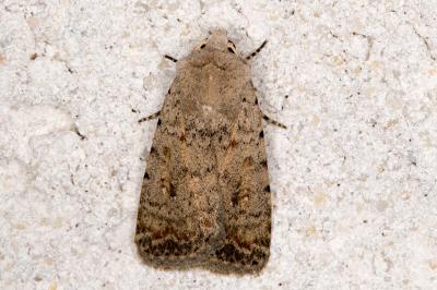 Caradrina clavipalpis