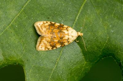 Aleimma loeflingiana