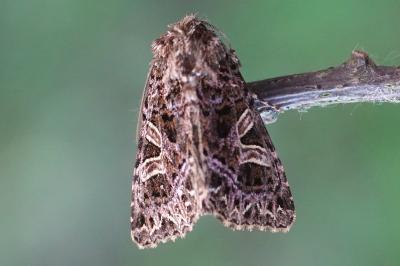 Sideridis rivularis