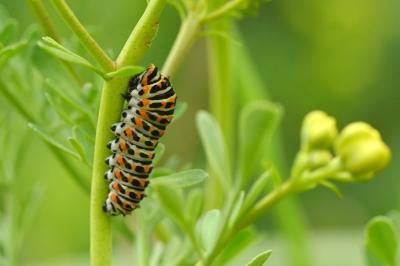 Papilio machaon