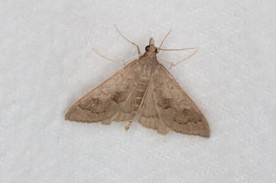 Mecyna asinalis