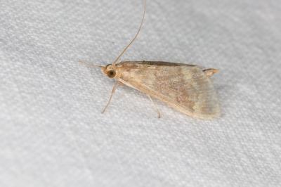 Mecyna asinalis