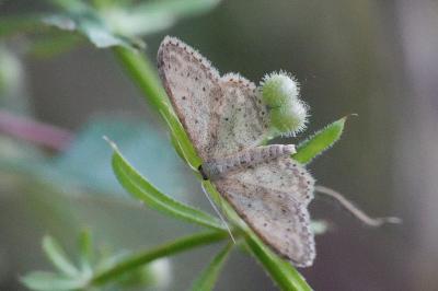 Idaea seriata
