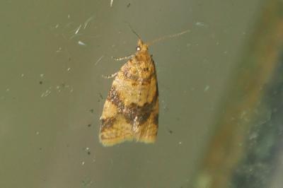 Epagoge grotiana