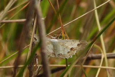 Scopula ornata