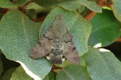 Macroglossum stellatarum