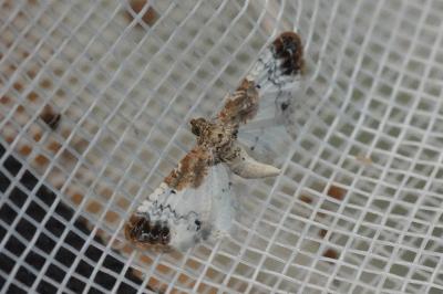 Eupithecia breviculata