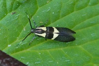 Dasycera oliviella