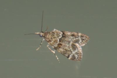 Eudonia mercurella