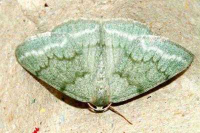 Pseudoterpna pruinata