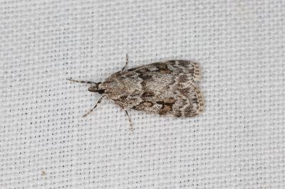 <i>Eudonia delunella</i>