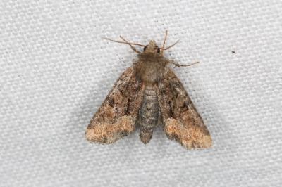 <i>Oligia latruncula</i>
