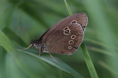 <i>Aphantopus hyperantus</i>