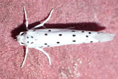 <i>Yponomeuta</i>