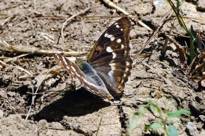 <i>Apatura ilia</i>