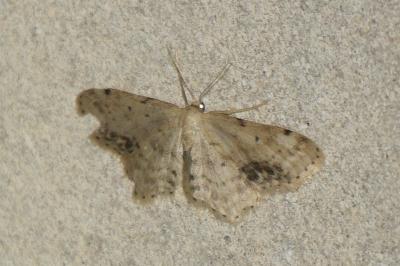 <i>Idaea dimidiata</i>