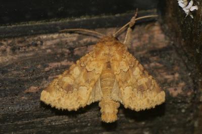 <i>Conisania luteago</i>
