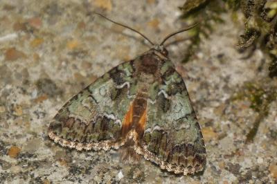 <i>Polyphaenis sericata</i>