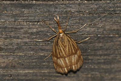 <i>Chrysocrambus linetella</i>