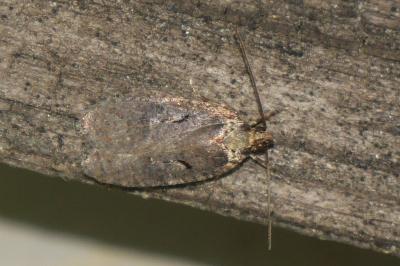 <i>Agonopterix conterminella</i>