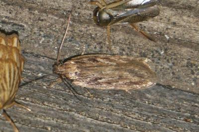<i>Depressaria daucella</i>