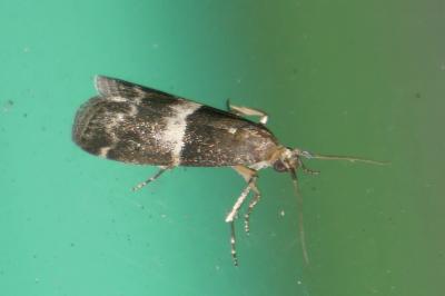 <i>Elegia similella</i>