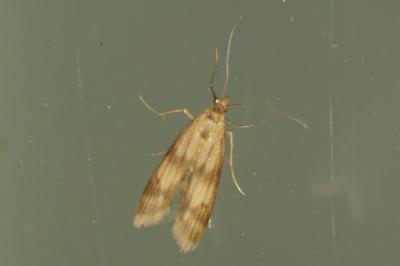 <i>Homoeosoma sinuella</i>