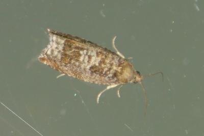 <i>Ancylis achatana</i>