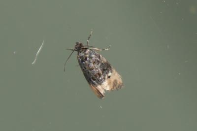 <i>Metendothenia atropunctana</i>