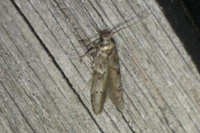<i>Blastobasis glandulella</i>