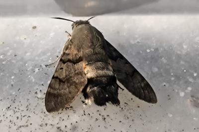 <i>Macroglossum stellatarum</i>