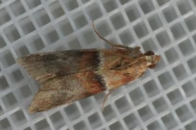 <i>Acrobasis repandana</i>