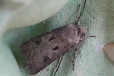 <i>Agrotis exclamationis</i>