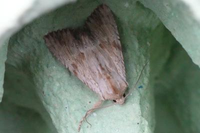 <i>Apamea lithoxylaea</i>