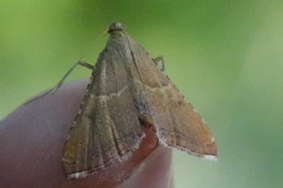 <i>Endotricha flammealis</i>