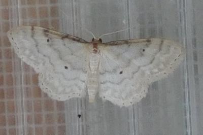 <i>Idaea fuscovenosa</i>
