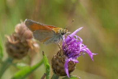<i>Thymelicus sylvestris</i>