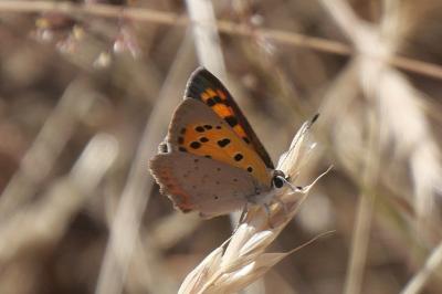 <i>Lycaena phlaeas</i>