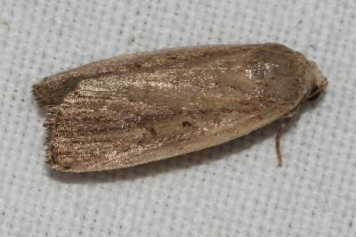 <i>Proxenus hospes</i>