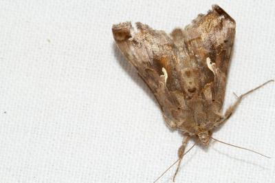 <i>Autographa gamma</i>