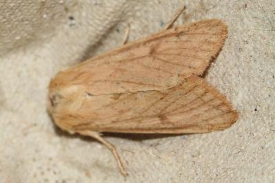 <i>Mythimna vitellina</i>