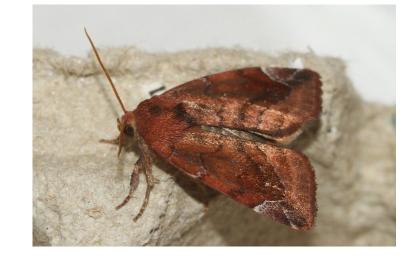 <i>Cosmia pyralina</i>