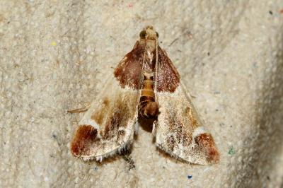 <i>Pyralis farinalis</i>