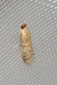 <i>Pempeliella ornatella</i>