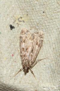 <i>Eudonia pallida</i>